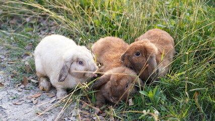 Rabbit in green field and farm way. Lovely and lively bunny in nature with happiness. Hare in the forest.