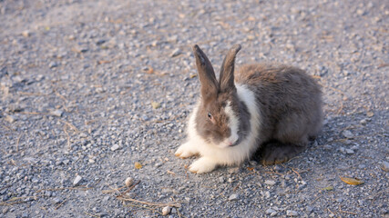 Rabbit in green field and farm way. Lovely and lively bunny in nature with happiness. Hare in the forest.