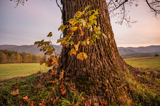 Small Sapling Growing Close To Base Of Large Tree