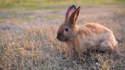 Rabbit in yellowish grass  field in nature. Bunny play lively in forest in sunset safely. Golden warm light of morning or evening  as life begin in Easter day.
