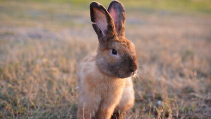 Rabbit in yellowish grass  field in nature. Bunny play lively in forest in sunset safely. Golden warm light of morning or evening  as life begin in Easter day.