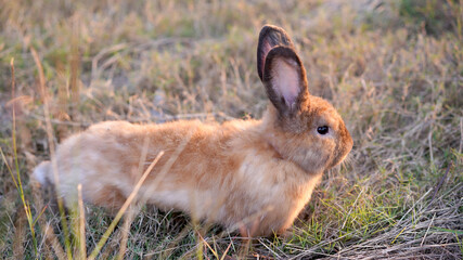 Rabbit in yellowish grass  field in nature. Bunny play lively in forest in sunset safely. Golden warm light of morning or evening  as life begin in Easter day.