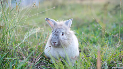 Rabbit in grass field in nautre. Bunny play lively in forest in sunset safely.