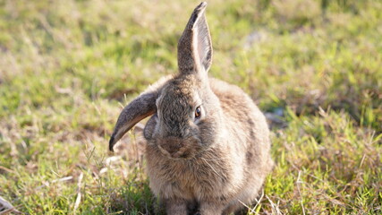 Rabbit in green field and farm way. Lovely and lively bunny in nature with happiness. Young rabbit in forest.