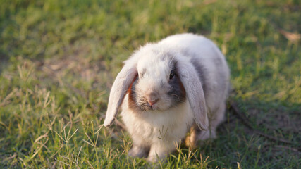 Rabbit in green field and farm way. Lovely and lively bunny in nature with happiness. Young rabbit in forest.