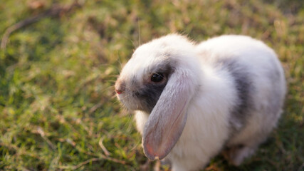 Rabbit in green field and farm way. Lovely and lively bunny in nature with happiness. Young rabbit in forest.