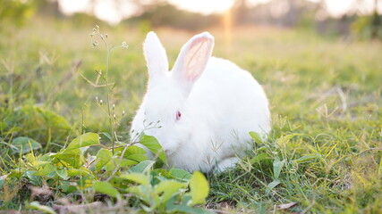 Rabbit in grass field in nautre. Bunny plaay lively in forest in sunset safely.