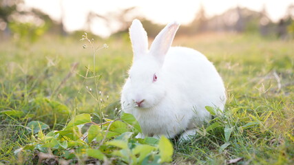 Rabbit in grass field in nautre. Bunny plaay lively in forest in sunset safely.