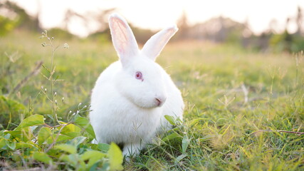 Rabbit in grass field in nautre. Bunny plaay lively in forest in sunset safely.