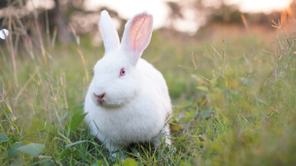 Rabbit in grass field in nautre. Bunny plaay lively in forest in sunset safely.