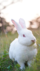 Rabbit in grass field in nautre. Bunny plaay lively in forest in sunset safely.