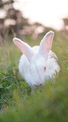 Rabbit in grass field in nautre. Bunny plaay lively in forest in sunset safely.