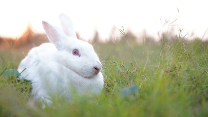 Rabbit in grass field in nautre. Bunny plaay lively in forest in sunset safely.
