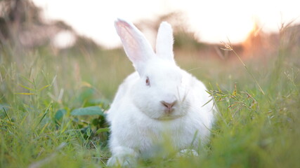 Rabbit in grass field in nautre. Bunny plaay lively in forest in sunset safely.