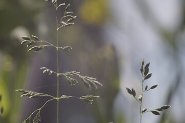 Photo of a plant, grass. The species is a bluegrass of the grass family. After flowering, an ear with seeds begins to form. The background is blurred, with meadow grass and sky in the background.