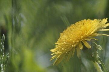 Photo of a yellow dandelion flower. The background is beautifully blurred. In the background, meadow grasses of different shades of green.