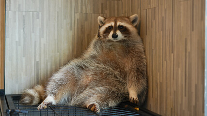 Raccoon, furry fat funny animal with short ears and long tail. medium-sized mammal native to North...