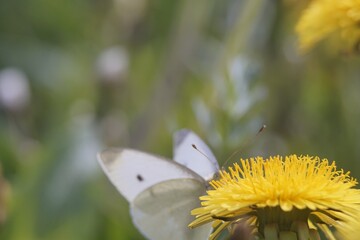 Full-color horizontal photo. Dandelions are blooming. Yellow on a green background. A sunny spring day.