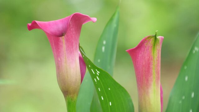 Tokyo,Japan-June 7, 2021: Closeup of Zantedeschia or Calla Lily or Arum Lily in a garden
