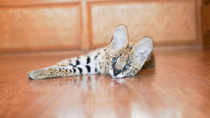 Fototapeta na wymiar Serval cat, African native cat in North Africa and the Sahel, Saharan countries except rainforest regions. Yellow fur with black dot and big fluffy ears at home.