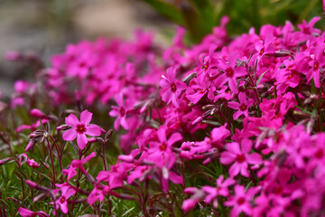 濃いピンクの芝桜