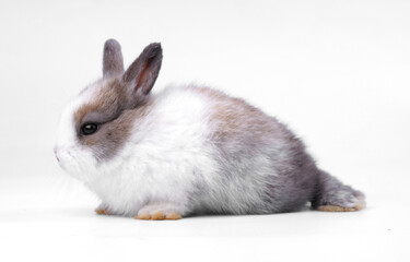 White and brown cute baby rabbit on whte background. Little lovely bunny sits action. Easter or new born occasion. Furry pet.