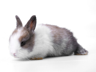 White and brown cute baby rabbit on whte background. Little lovely bunny sits action. Easter or new born occasion. Furry pet.