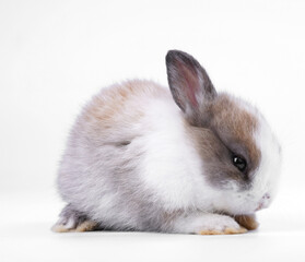 White and brown cute baby rabbit on whte background. Little lovely bunny sits action. Easter or new born occasion. Furry pet.