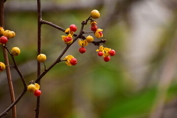 山のツルウメモドキ