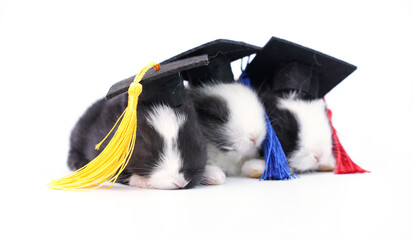 Little cute rabbits with graduation cap as finish school or university. Young kid bunny sits together as celebrate school black hat on white background.