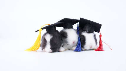Little cute rabbits with graduation cap as finish school or university. Young kid bunny sits...