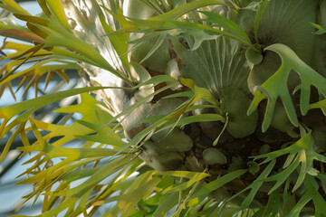 巨大コウモリラン