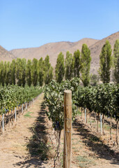 Vertical image of rows of ripening grapes are set against a background of tall trees and brown hills in Chile. 