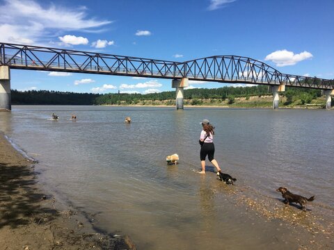 A woman walking her dog with many other dogs playing at a beautiful dog park along with north saskatchewan river in Edmonton, Alberta, Canada