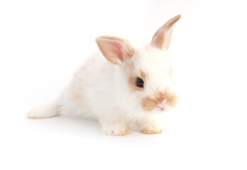 Baby adorable rabbit on white background. Young cute bunny in many action and color. Lovely pet with fluffy hair. Easter has rabbit as symbol celebration. White and brown dot rabbit