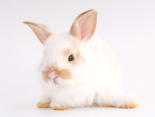 Baby adorable rabbit on white background. Young cute bunny in many action and color. Lovely pet with fluffy hair. Easter has rabbit as symbol celebration. White and brown dot rabbit