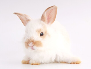 Baby adorable rabbit on white background. Young cute bunny in many action and color. Lovely pet with fluffy hair. Easter has rabbit as symbol celebration. White and brown dot rabbit