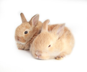 Baby adorable rabbit on white background. Young cute bunny in many action and color. Lovely pet with fluffy hair. Easter brown lovely small rabbit as twin