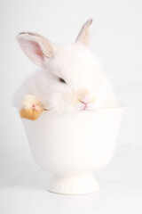 Baby adorable rabbit on white background. Young cute bunny in many action and color. Lovely pet with fluffy hair. Easter has rabbit as symbol celebration.