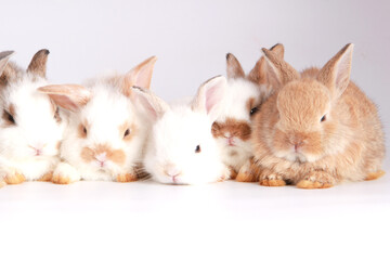 Many variety of baby adorable rabbit on white background. Young cute bunny in many action and color. Lovely pet with fluffy hair. Three litle young baby rabbit brown and dark gray as same family.