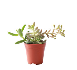 Succulent, cactus or potted cactus which is house plant in small plastic pot on white background isloated.