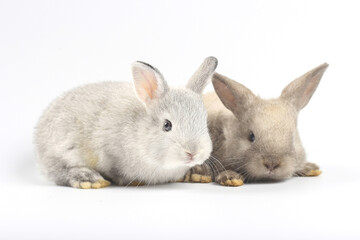 Obraz premium Young adorable bunny sits on white background. Cute baby rabbit for Easter and new born celebretion. 1 month pet
