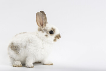 Young adorable bunny sits on white background. Cute baby rabbit for Easter and new born celebretion.  1  month pet