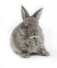 Young adorable bunny sits on white background. Cute baby rabbit for Easter and new born celebretion.  1  month pet