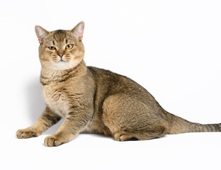 adult gray Scottish straight chinchilla cat lies on a white background, the animal looks at the camera