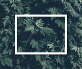 bush with green leaves and white frame. Place for inscription