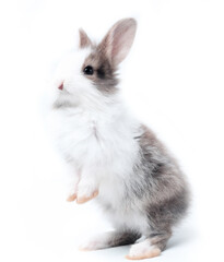 Young adorable bunny stand on white background. Cute baby rabbit for Easter and new born celebretion.  1  month pet