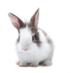 Young adorable bunny stand on white background. Cute baby rabbit for Easter and new born...