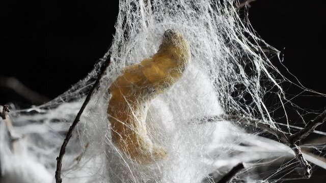Close up of mature silkworm cocoon on twigs, focused on the silk with backlight, 4k time lapse footage, Chinese agriculture and animal concept, zoom in effect.