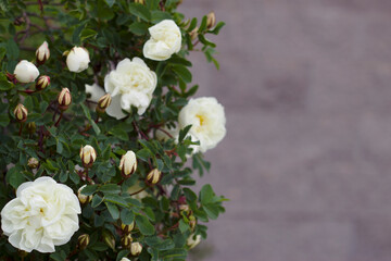 Fototapeta na wymiar White rose flowers near the grey wall close up. Roses bush in summer garden. 